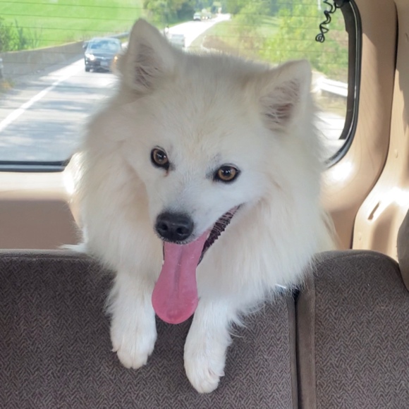 Meet your Posher, Hailey - Picture 1 of 1